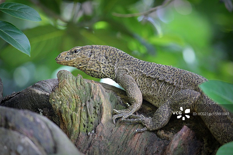 孟加拉巨蜥图片素材