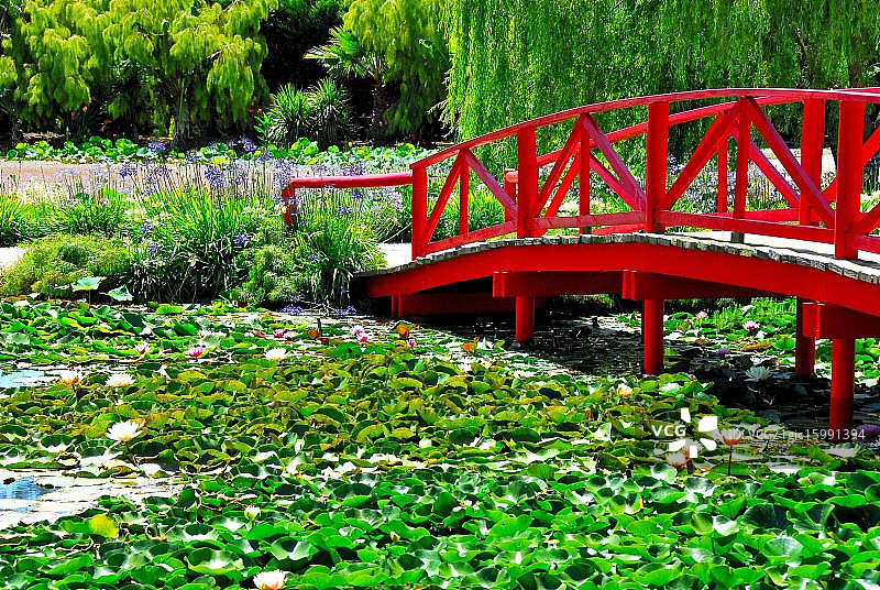 荷塘上的红桥图片素材