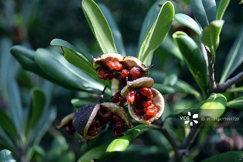 植物种子图片素材