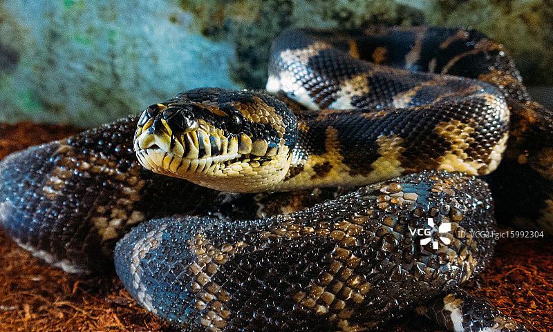 地毯蟒蛇图片素材