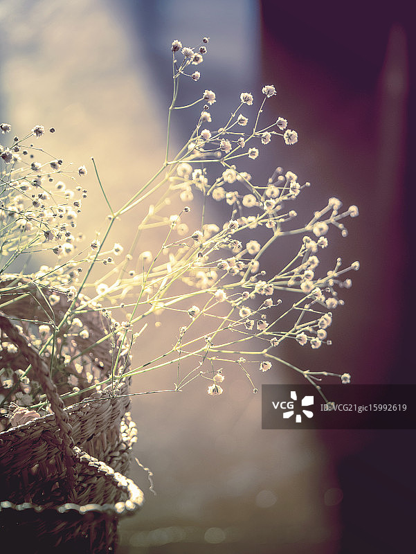 梦幻满天星图片素材