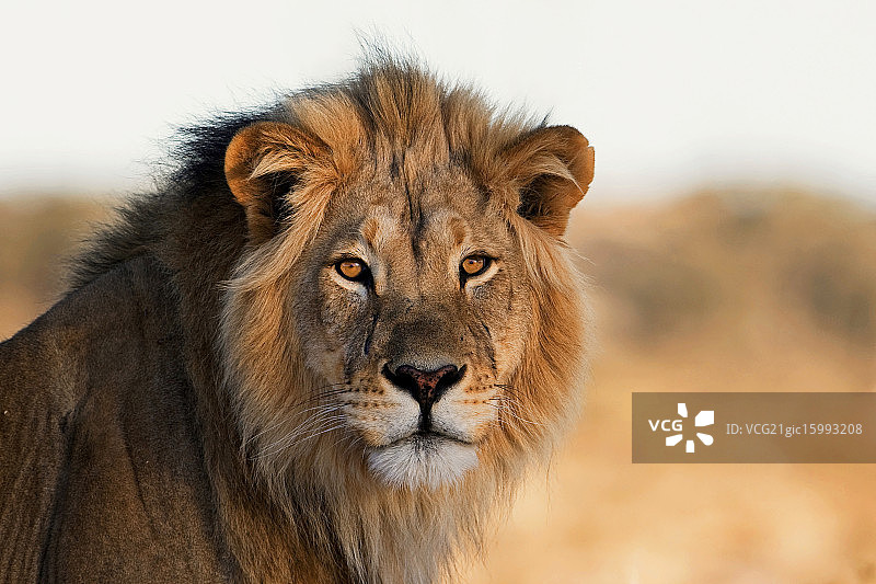 国王肖像图片素材