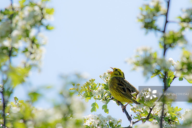 金翼啄木鸟图片素材