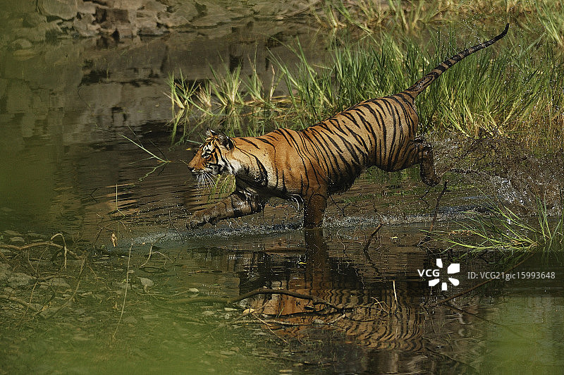 真正的“劲量”图片素材