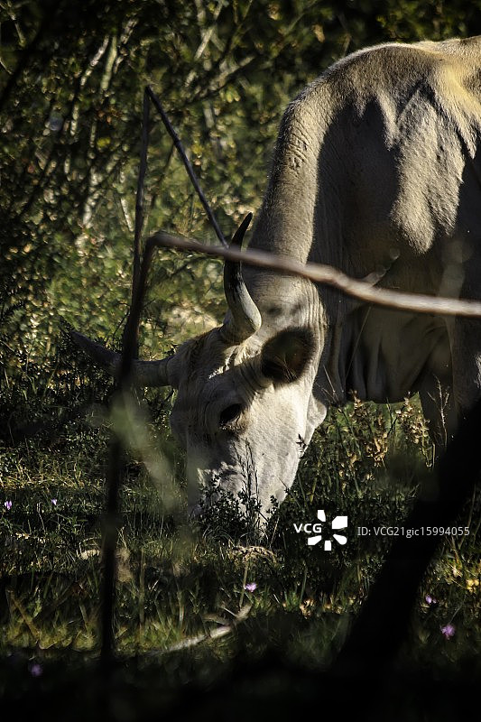 树林里的奶牛图片素材