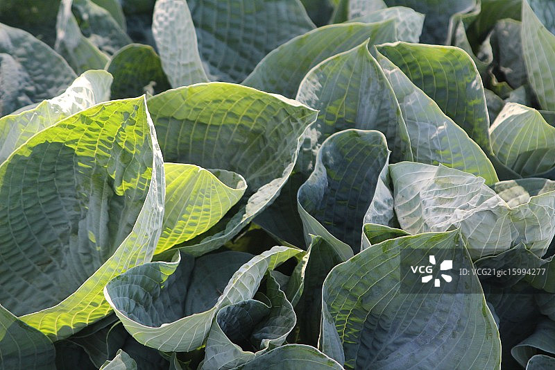 玉簪属草本植物图片素材