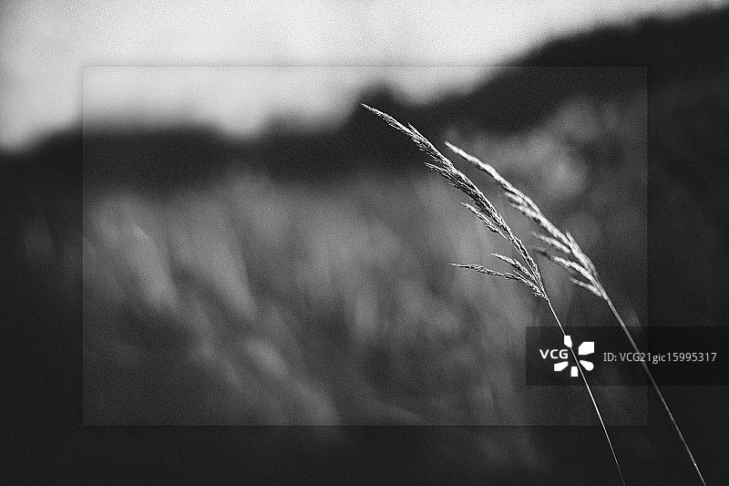 关于你……图片素材