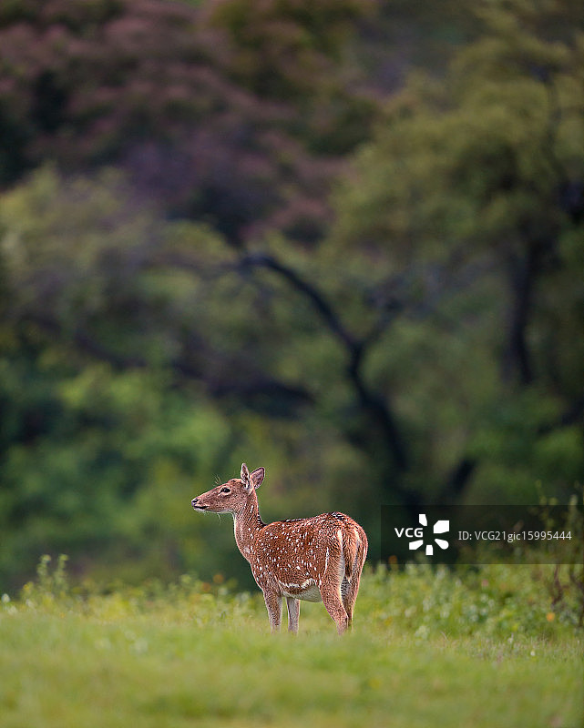 斑点鹿图片素材
