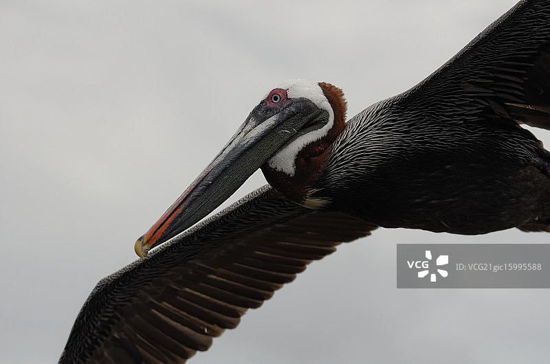 加拉帕戈斯群岛图片素材