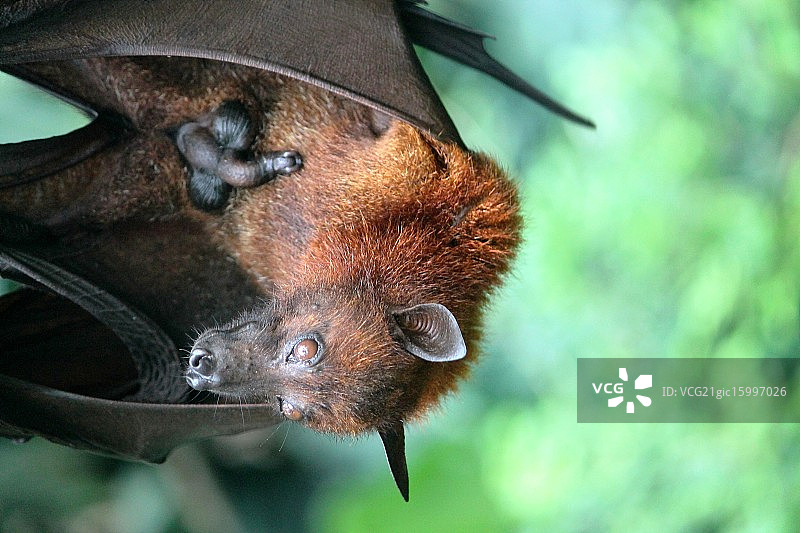 狐蝠图片素材