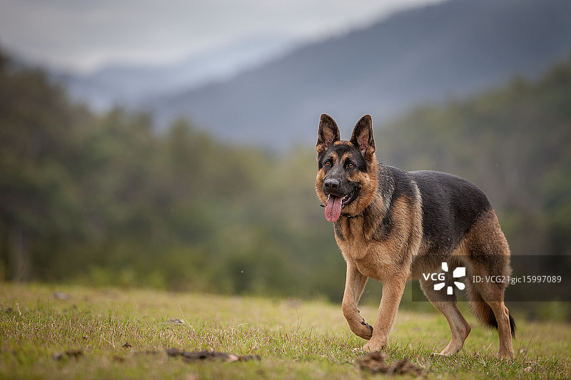 伍拉的贝丝图片素材