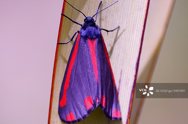 朱砂蛾图片素材