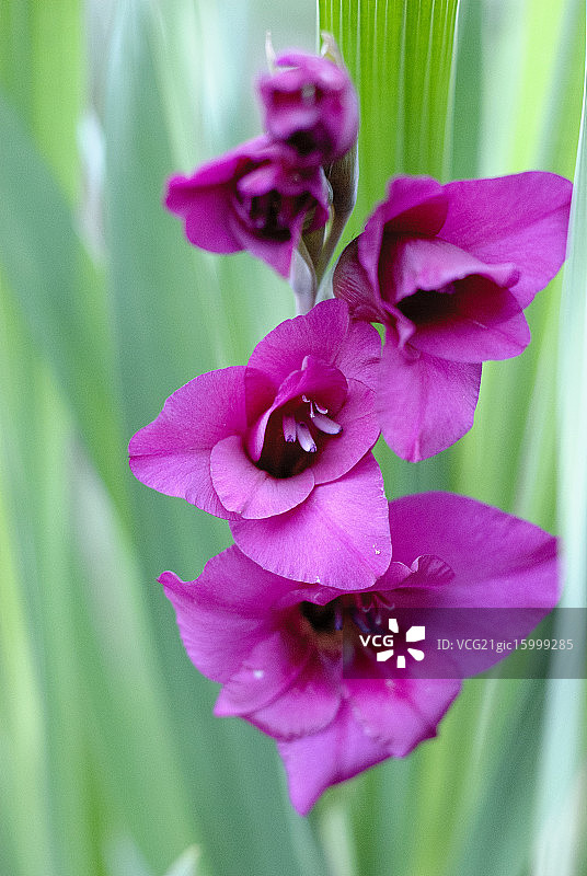 粉色唐菖蒲图片素材