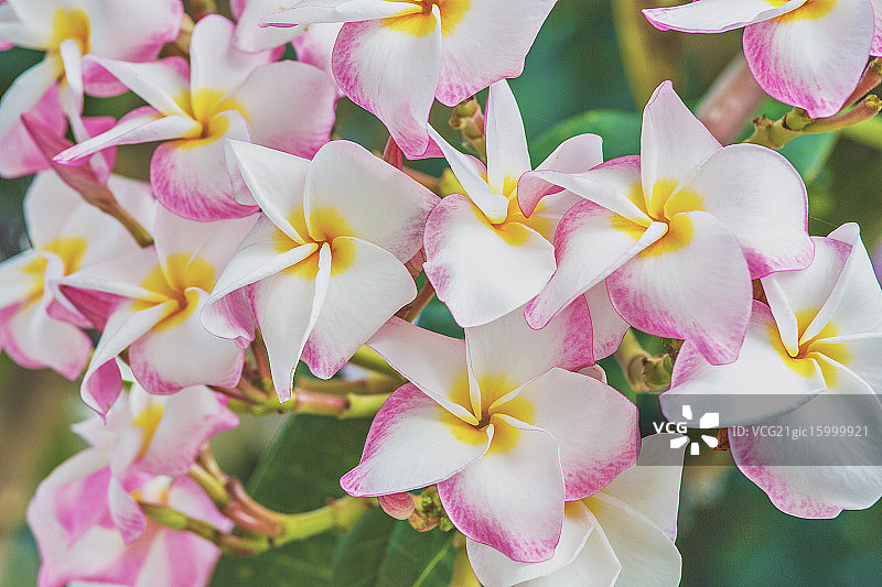 鸡蛋花图片素材