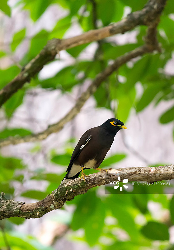 普通印度八哥图片素材