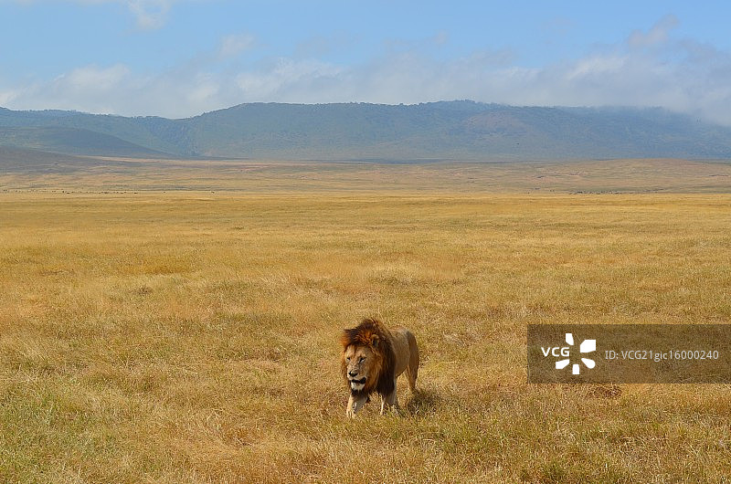 疤面煞星图片素材