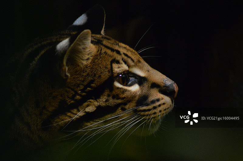 巡逻 II图片素材