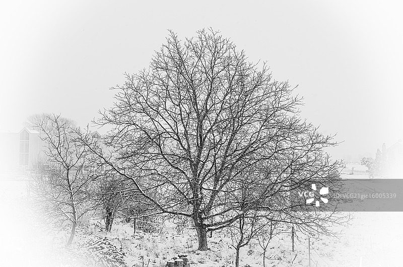 白雪公主与胡桃树图片素材