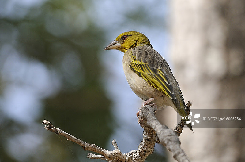 织布鸟图片素材