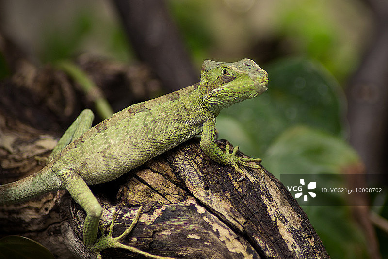 鬣蜥图片素材