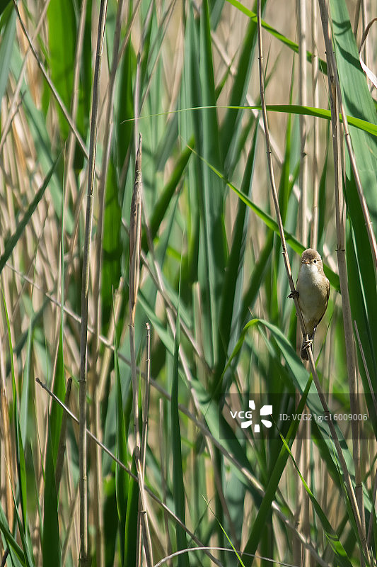 沼泽莺图片素材
