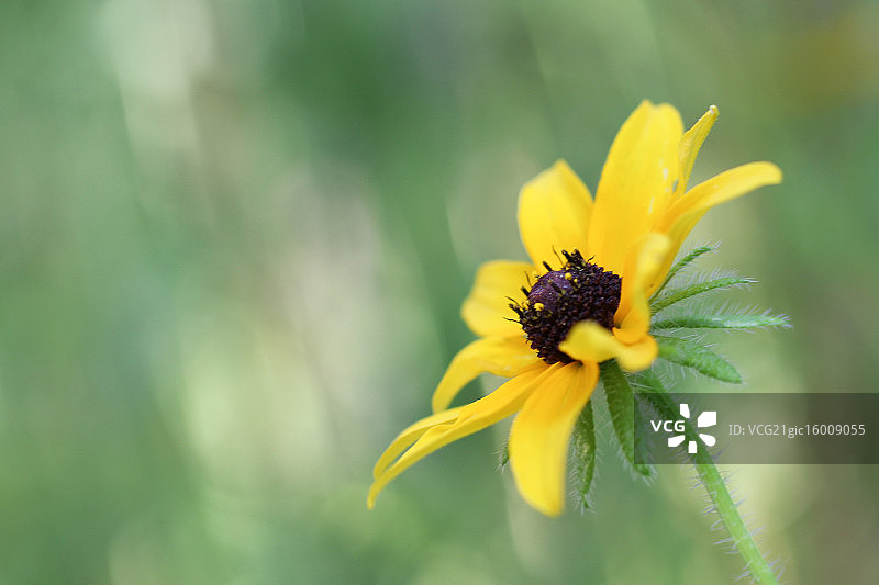 黑眼苏珊图片素材