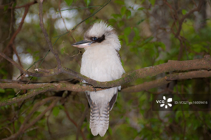笑翠鸟图片素材