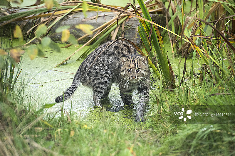 钓鱼猫图片素材