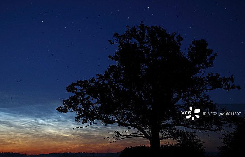 橡树、鹳和夜光云图片素材