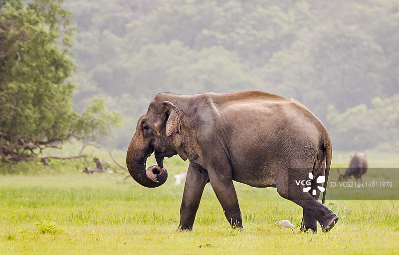 亚洲象图片素材