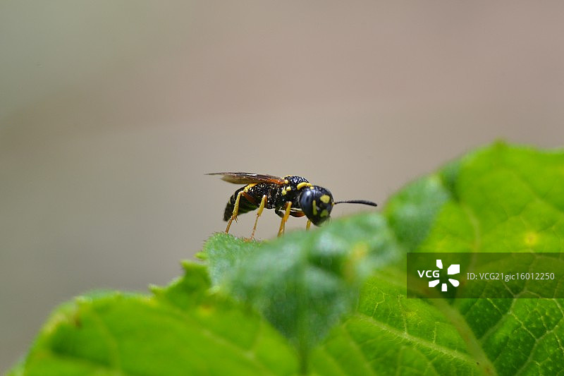 黄色夹克图片素材