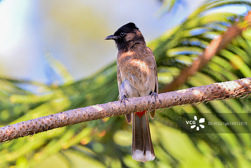 红臀鹎－巴基斯坦图片素材