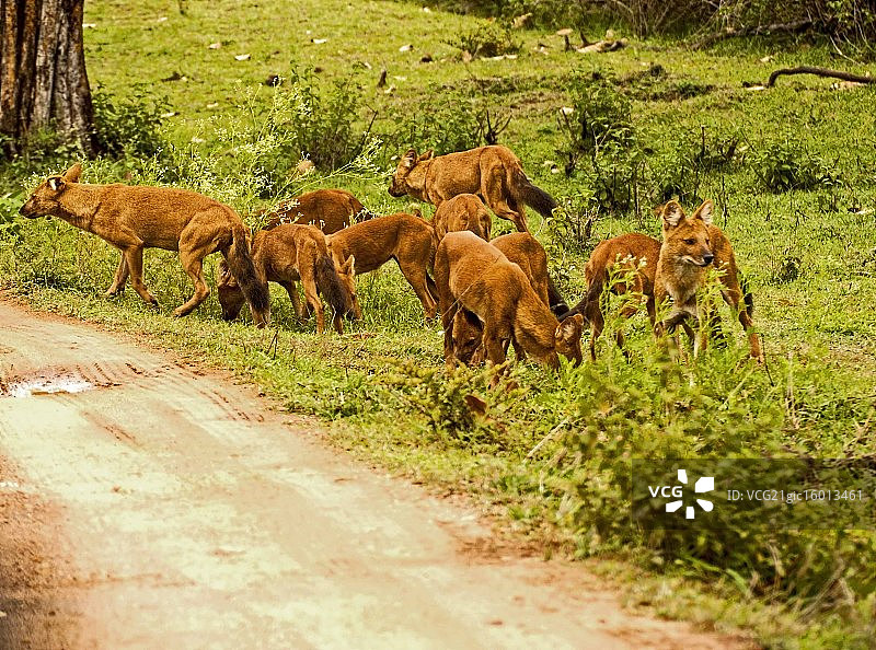 野狗素材包图片素材