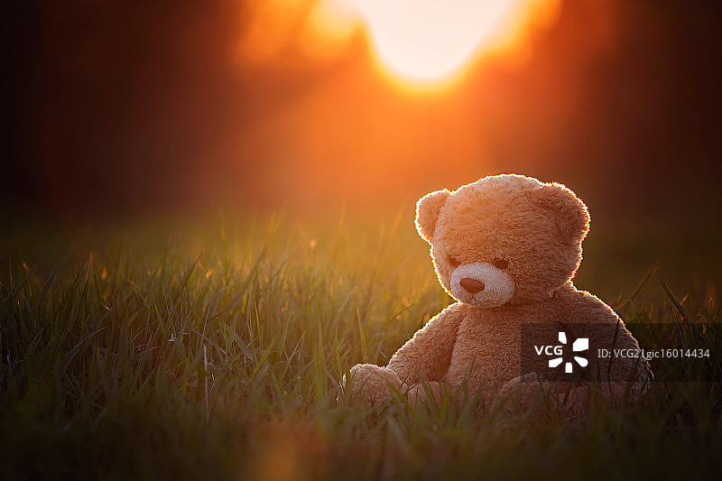 悲伤的熊图片素材