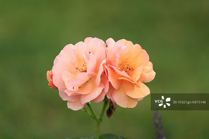 玫瑰色图片素材