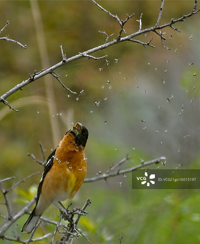 黑头灰雀图片素材