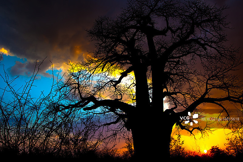 猴面包树图片素材