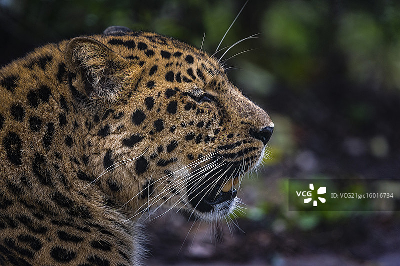 黑龙江豹图片素材