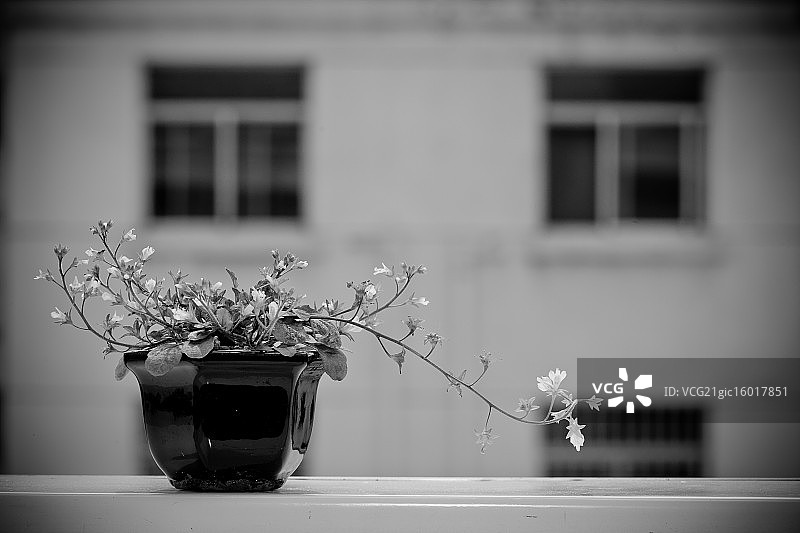 窗台上的花朵图片素材