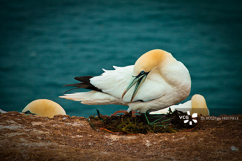 黑尔戈兰岛图片素材