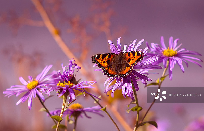 小环蛱蝶图片素材