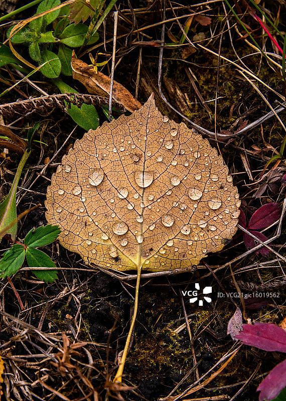 白杨树上的水滴图片素材