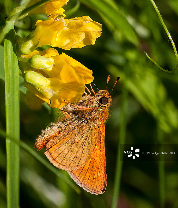黄色花朵上的红色飞蛾图片素材