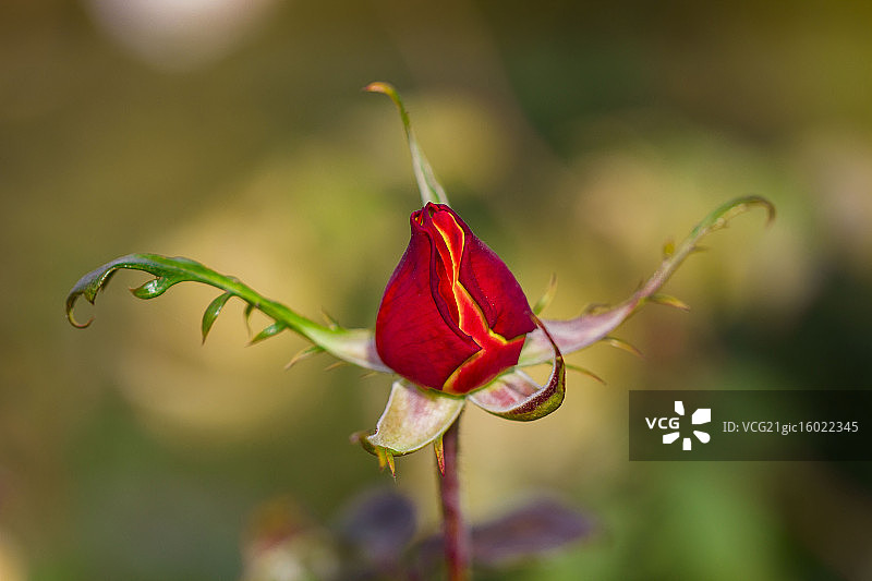 舞动的花蕾图片素材