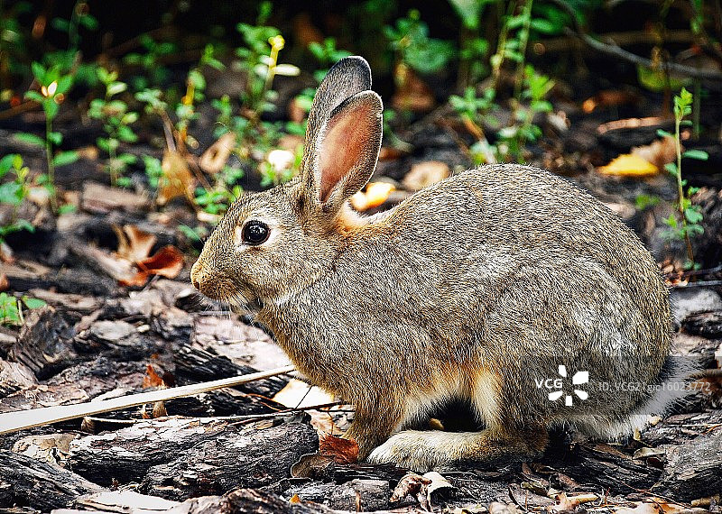 蜂蜜兔子图片素材