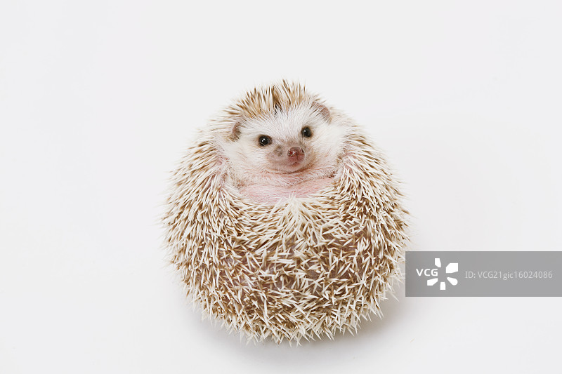 刺猬图片素材