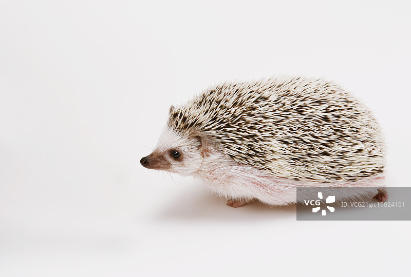 刺猬图片素材