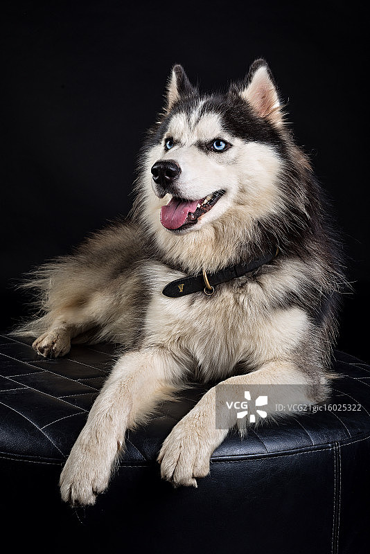 曼谷的哈士奇图片素材