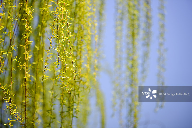 春天的垂柳枝图片素材