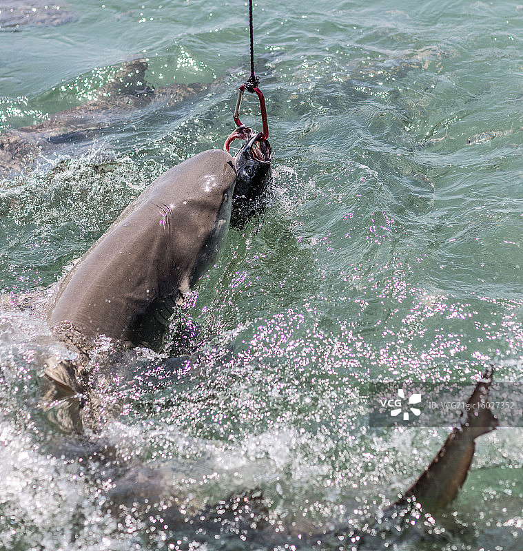鲨鱼_基韦斯特图片素材